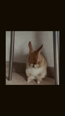 My cute rabbit 