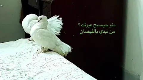 #pppppppppppppppp #اكسبلورexplore #pppppppppppppppp #funny #الشعب_الصيني_ماله_حل 