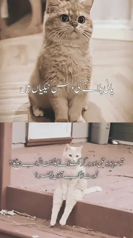 Btao #foryoupageoffical  #foryoupage  #foryoupageofficial #foryoU #viral #meme#memes #cats #funnyvideos #viralmemes 
