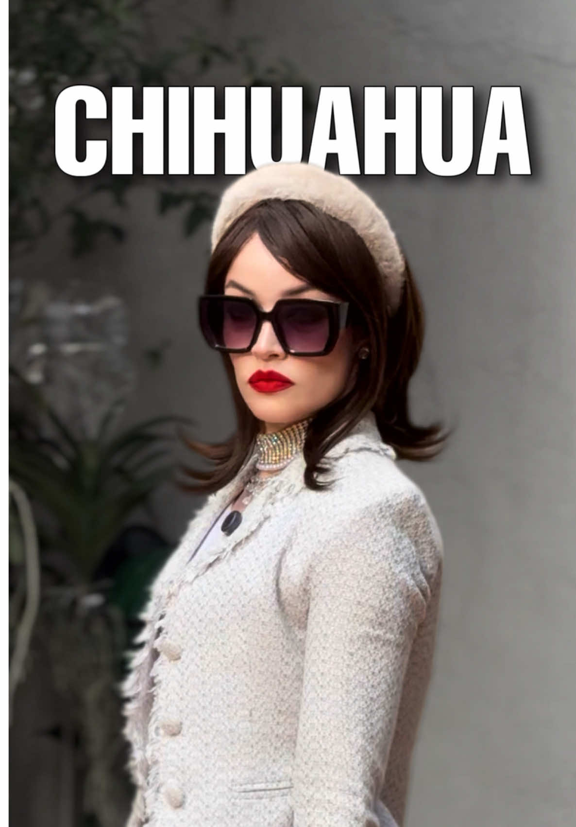 Conhecem um Chihuahua assim?