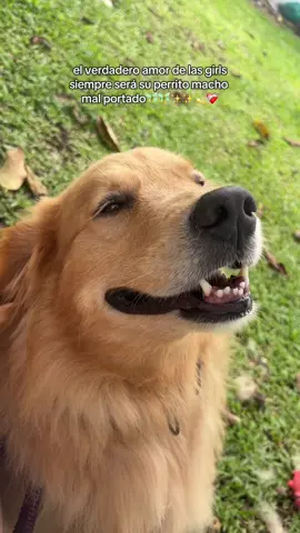 Aunque se porte mal💘💘💘👼🏻#fyp #fyppppppppppppppppppppppp #dogsoftiktok #dogmom #goldenretrievermom 