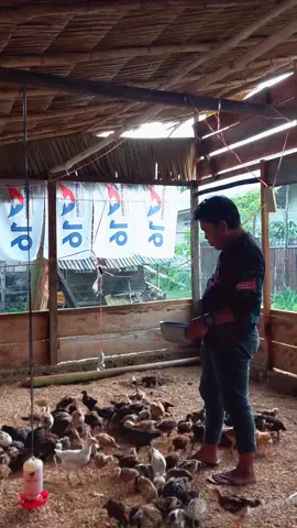 peternak Rumahan. Ayam Kampung KUB #luksagu_tinangkungutara 