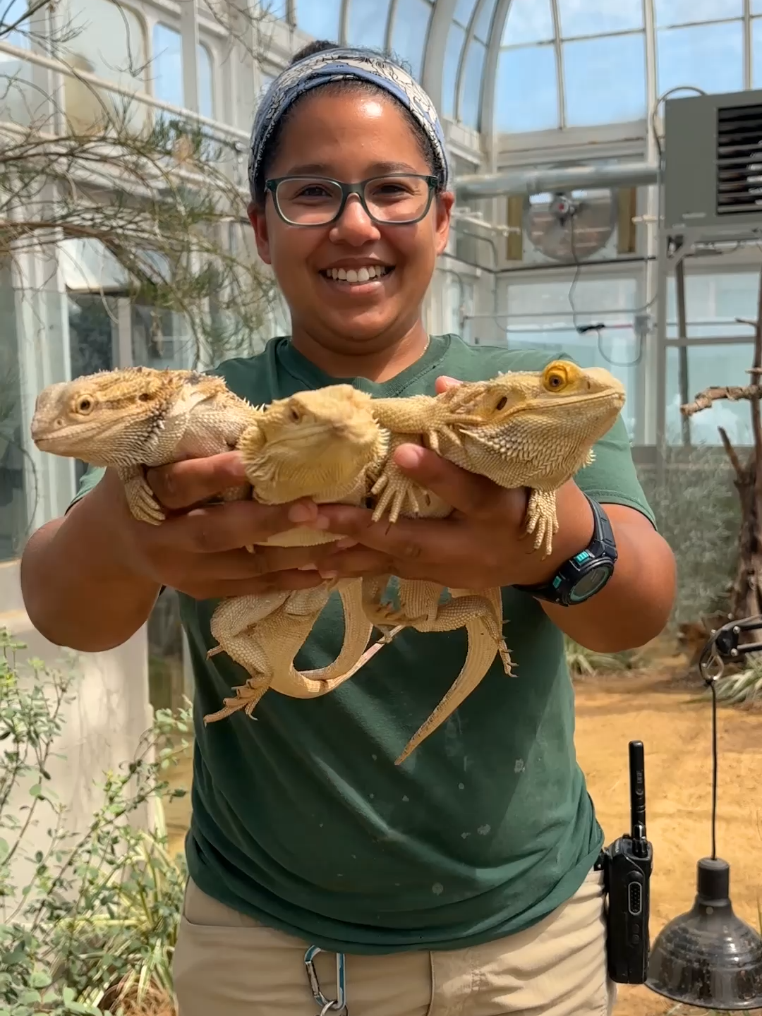 Show some love for the coolest scales in town, our lizards at the Ziems Conservatory! 💚🦎 #worldlizardday #toledozoo #toledoohio #lizards #coolanimals #scales #zooanimals #zookeeper #fyp #zookeepersoftiktok #animaltok#ts12 #thelifeofashowgirl
