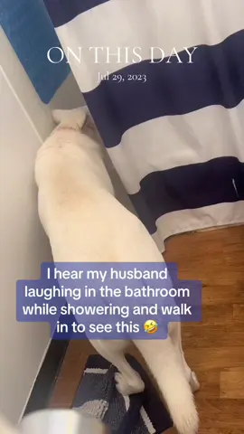 Throwback Thursday Dump🥰 #viral #fyp #onthisday #throwback #dogsoftiktok #dog #follow #like 
