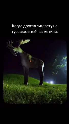 #fyp #рек #жиза 