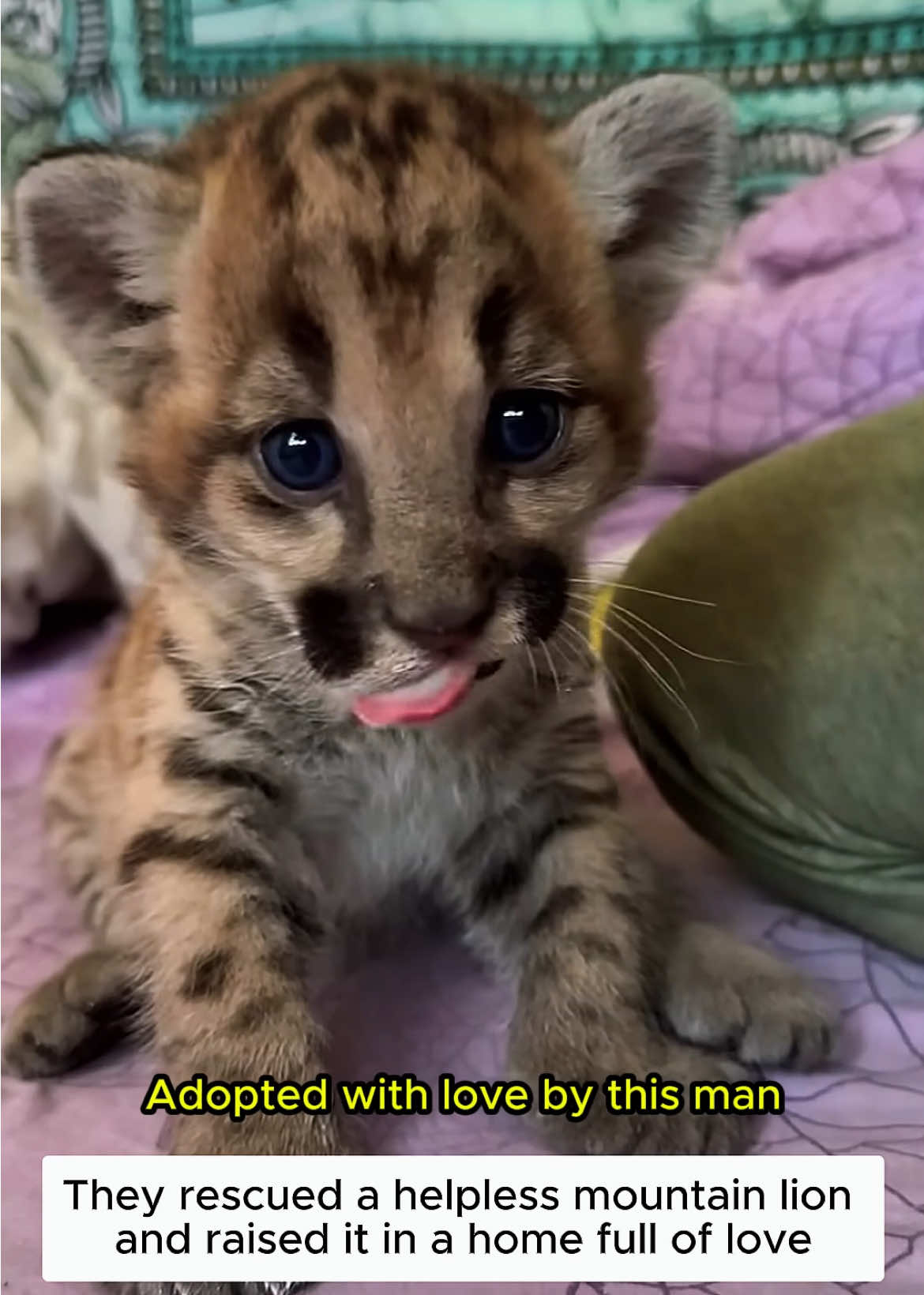 An abandoned puma cub #puma #rescueanimals #lovestory❤️ #rescue #loveanimals 