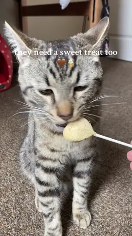 he is obsessed with purr pops🤩🤎🍦 #sweettreat #catsoftiktok #cat #purrpops #cattreats @BONKERS 