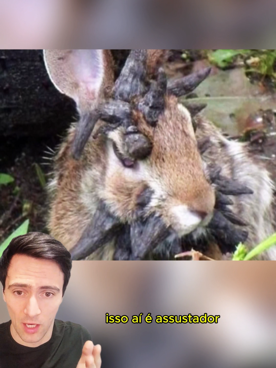 Coelhos com tentáculos são vistos no Estado de Colorado. O que está acontecendo com eles? #fatosdomundo #historias #curiosidades 