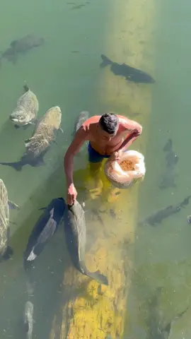 #valdemir Encantador de peixe gigante 