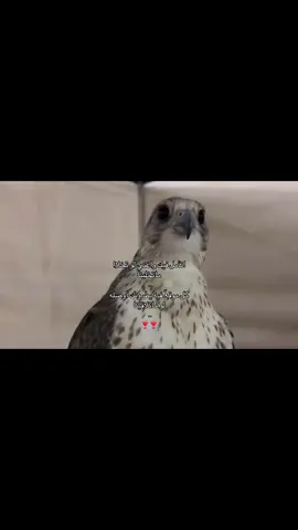#اكسبلور🌷 