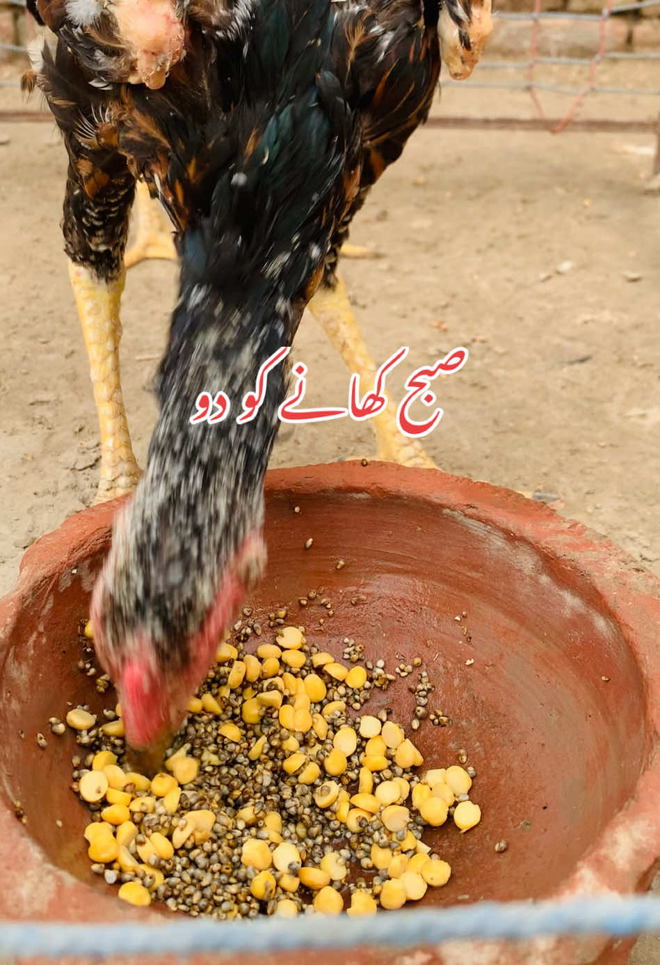 Kisi ny kuch pochna he to follow kr k comnt krdow#alichoudharyfarmology #alichoudharyvehariwala  