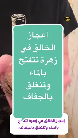 إعجاز الخالق في زهرة تتفتح بالماء وتنغلق بالجفاف #keto_world_ #ambition_75 