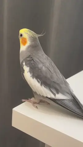 Cookie cookie song of cockatiel #ParrotLove #ColorfulBirds #TalkingParrots #PetBirds #BirdLovers #FeatheredFriends #ParrotLife #CuteAnimals #Birdwatching #ExoticPets 