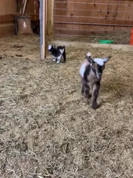 Cute little lamb 🥰 #dwarfgoat #baby #cute #goats 