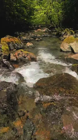 Taking in the incredible peace and calm that this beautiful little creek brings. The crystal-clear waters tumble gently over moss-covered rocks, surrounded by lush green forest and dappled sunlight. The soothing sounds of rushing water blend perfectly with the soft melody of birdsong, creating a truly tranquil Pacific Northwest escape 😌