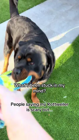 Thats on my mind #rottweiler #dogsoftiktok #fyp #onthisday #funny 