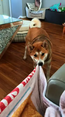 If my dog had a cellphone!📱 #shibainu #puppydog #funnypup #foxy @Funny_animals 1010 