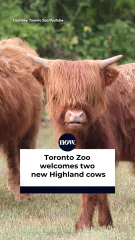 Two young Highland cows have just arrived at the @thetorontozoo! These shaggy new residents are just nine months old and have been meeting zoo members this week. Starting tomorrow, all guests are welcome to visit them. Will you be stopping by? 🐮 #Toronto #animals