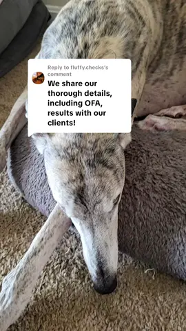 Replying to @fluffy.checksyou can't ethically breed fluffy merle frenchies 🤣🤣🤣 #adoptorshopresponsibly #muttsoftiktok #sorrynotsorry #geneticsmatter #dogsoftiktok 