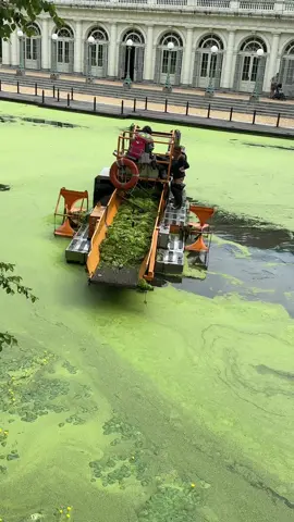 How it’s Made: Matcha  Algae extraction at the boat house #matchalatte #discoveryplus #aquatic #matcha #science 