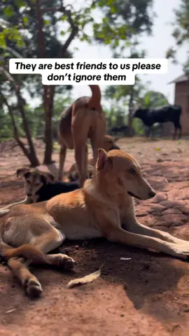 Share like and comment so that we can get more viral to help us reach all dog lovers #badrudogshelter  #fyppppppppppppppppppppppp 