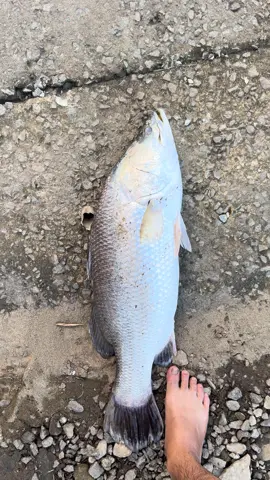 Má nó phê 🤣🤣🤣#fishing #thịnhhành #câucatựnhiên #hàtinh38 #CapCut 