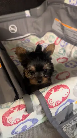 #YORKIE This beautiful 3 month old princess was born on May 12, 25 and is ready for her forever home. She is a very healthy and playful baby. She already eats dog food. She is very small in size, weighs 1 pound. For more information, please call or send us a message. Rehoming fee.$2,000