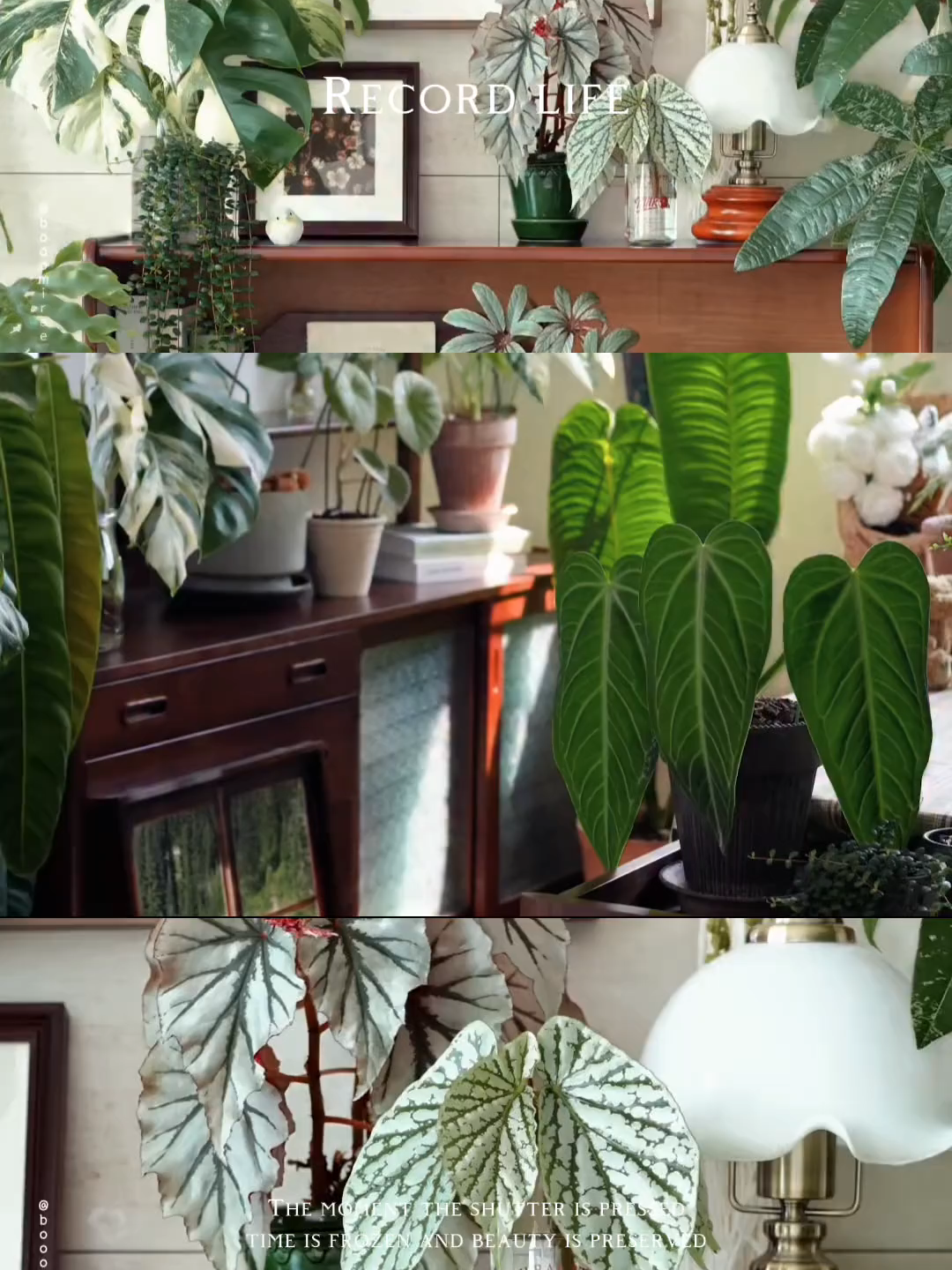 The moment the shutter is pressed. Time is frozen and beauty is preserved  #decor #greenplant #cayxanhvanphong