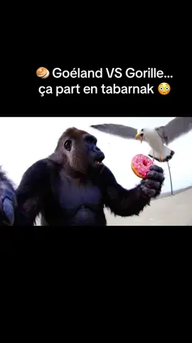 🥯 Goéland VS Gorille… ça part en tabarnak 😳  Un beigne… et un goéland fou 😆 Qui va gagner ? #Vlog #Ani#AnimauxQcm#HumourViralralTikTok