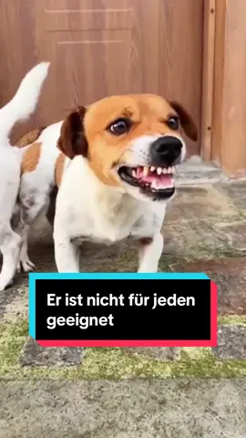Der Jack Russell Terrier ist eine Rasse, die auf den ersten Blick durch ihre Größe täuscht. Hinter dem kompakten Körper steckt ein Hund mit beeindruckender Ausdauer, schnellem Verstand und einem ausgeprägten Willen. Er wurde ursprünglich für die Jagd gezüchtet und trägt diese Energie noch heute in sich. Das bedeutet: Er braucht nicht nur körperliche Auslastung, sondern auch geistige Herausforderungen, um glücklich zu sein. Viele unterschätzen, wie viel Zeit, Geduld und Konsequenz ein Jack Russell erfordert. Dieses Video zeigt, warum diese besondere Rasse nicht für jeden geeignet ist und was sie so faszinierend macht.🚀😮‍💨 #jackrussell #hundealltag #hund #hundeliebe #hundefreunde 
