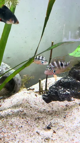So many babiessss!! 🥰😍 #fishmama #cichlids #elioticichlid 