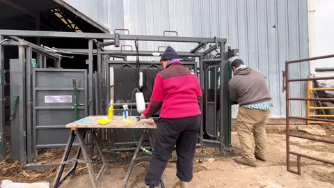 Processing feeder cattle when they come to the farm. This includes vaccinations, tagging and observing overall health of the animal! #costellocattle #sustainablefarming #feedlotcattle #farmtotable #cattlefeeding 