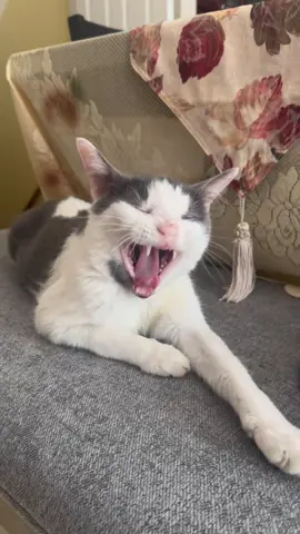 Do you think I’m cute? ☺️ #🐱 #cat #catsoftiktok #cats #catvideo 