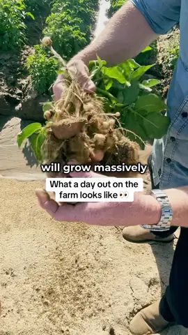 You guys have seen our potatoes in action in the kitchen, but what you don’t see is all the hard work that goes into growing them & harvesting them 🙌🏼 We meant it when we said farm to table baby!  - #potatoes #farm #harvesting #farming #potato 