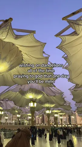 :) #dandelions #4u #fypシ゚ #foryoupage 