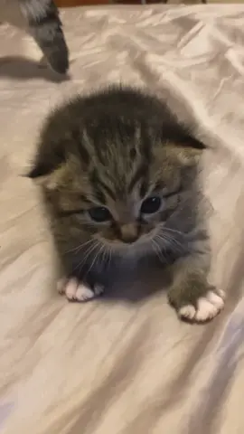 Omg my Shayla #catbaby #cat #catlover #cute #kitten 