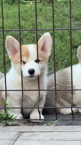 #corgi 