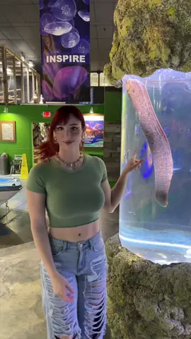 Isn’t he cute? Big ol giant eel :3 wow