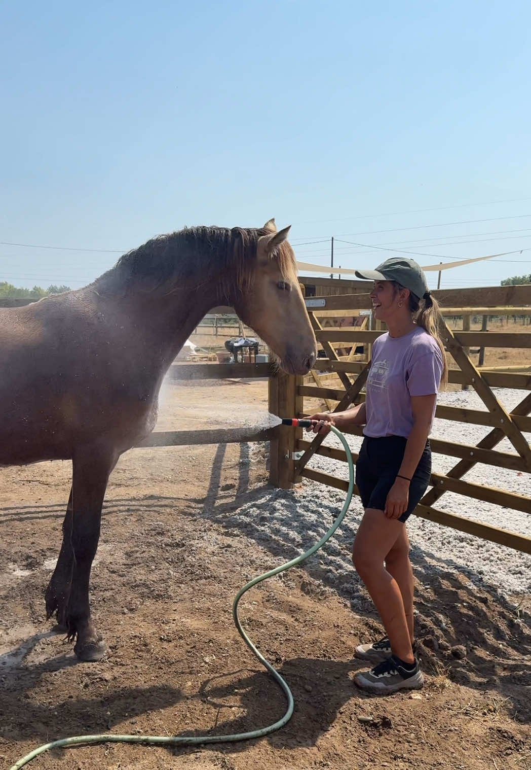 Première douche en liberté… et première douche tout court en pleine canicule ! ☀️💦 D’ordinaire, on douche très peu nos chevaux : d’une part à cause des restrictions d’eau, et d’autre part parce que nous avons aménagé un abri bien orienté, qui leur permet de rester au frais même par forte chaleur. Mais aujourd’hui, avec la température qui grimpe, j’ai décidé d’offrir un peu de fraîcheur aux chevaux. Et pour Ozérion, c’était une grande première… qu’il a adorée ! Curieux et détendu, il s’est approché de lui-même, et il a profité pleinement du jet d’eau 🤗 #ecurie #ecurieactive #travauxecurie #paddockparadise #equitation   