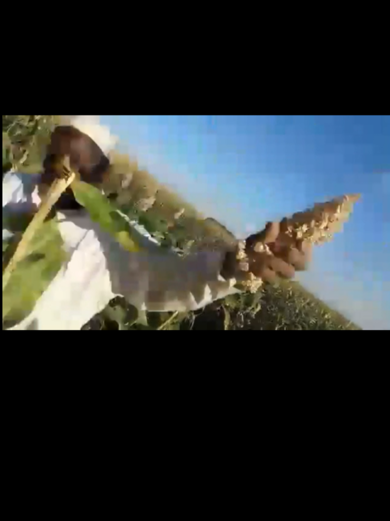الزراعة