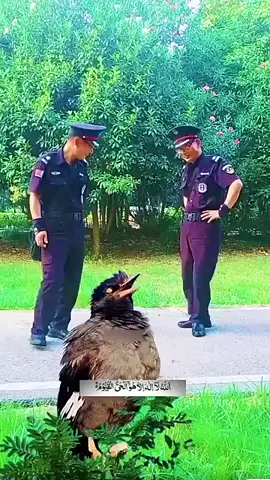 Allahuakbar sedap dengar suara  burung tu..