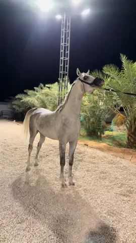 جبار #صارم #فراج #شنقهاي #ساطي #مربط_ساطي #تجهيز_شو #استاند #1 #1millionaudition #اكسبلور #اكسبلورexplore #اكسبلوررر #خيل #اسطبل #الشعب_الصيني_ماله_حل😂😂 