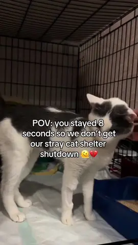 Its the least you can do for them🥹🙏 #cat #slippers #shelter 