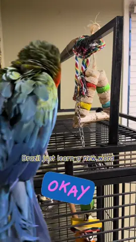 Good Morning #fypシ゚viral #fyp #brodyzenalucky #funny #parrot 