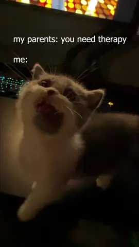 jim is all I need  #cutecats #funnycats #catvideos #catmemes 
