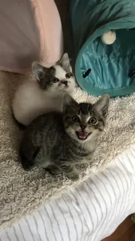 #ekekekkekkek 🥹 ig/my.jerk.cats / @Peterborough Humane Society 