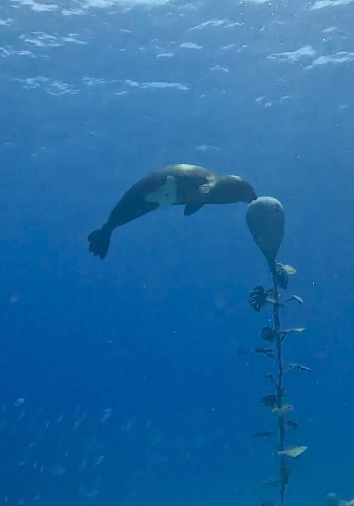POV: You’re exploring the underwater sculptures at MUSAN Museum in Ayia Napa… when out of nowhere, a playful seal decides to join your dive. 🦭💦 It’s curious, it’s fast, and it’s showing off — like it’s been waiting for you all along. 📍 MUSAN Museum, Ayia Napa Ready to see what surprises are waiting for you under the waves? DM us today and let’s go diving! #cyprus #visitcyprus #scubalife #seal #ayianapa 