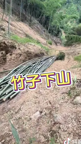 竹子下山 #竹子 #mosobamboo #毛竹 #竹农 #bamboo 