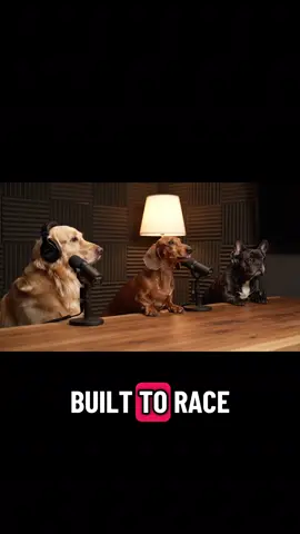 #dogs #weinerdog #retriever #frenchie #dogstalking 