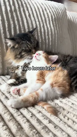 Now they sleep in the sink together #fyp